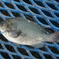 オリジナルメーカー海づり公園(市原市海づり施設) 釣果