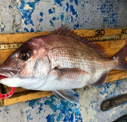 幸吉丸 釣果