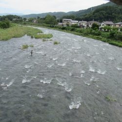 狩野川（狩野川漁業協同組合） 釣果