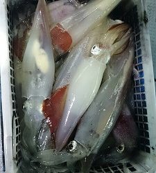 海龍丸（福岡） 釣果