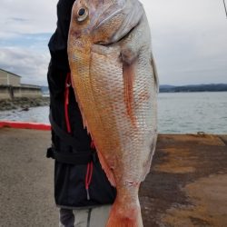 オーフリー 釣果