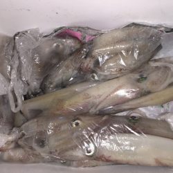 幸風（さちかぜ） 釣果