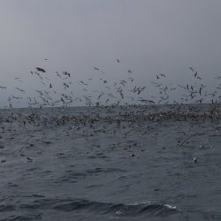 へいみつ丸 釣果