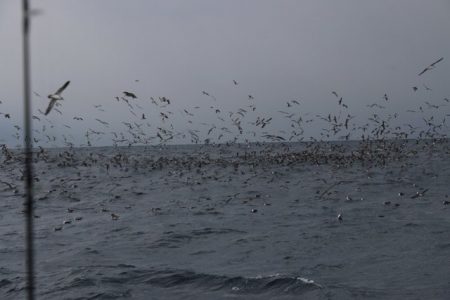 へいみつ丸 釣果