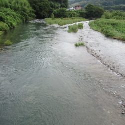 狩野川（狩野川漁業協同組合） 釣果