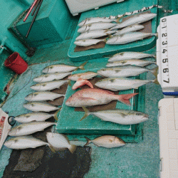 清和丸 釣果