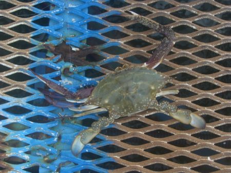 オリジナルメーカー海づり公園(市原市海づり施設) 釣果