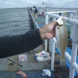 オリジナルメーカー海づり公園(市原市海づり施設) 釣果