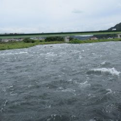 狩野川（狩野川漁業協同組合） 釣果