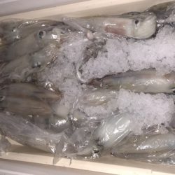 幸風（さちかぜ） 釣果