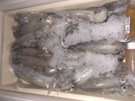 幸風（さちかぜ） 釣果