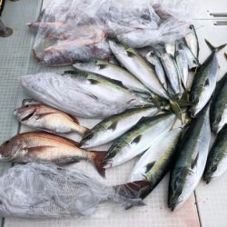 ふじしめ丸 釣果