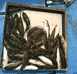 フィッシングガイド りょう 釣果