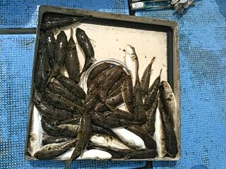 フィッシングガイド りょう 釣果