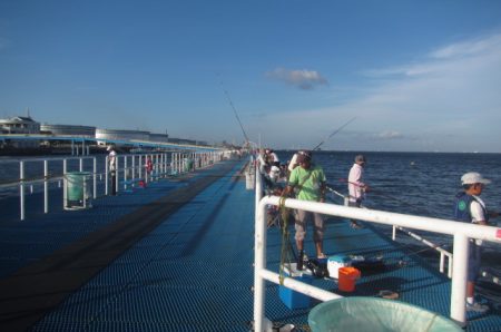 オリジナルメーカー海づり公園(市原市海づり施設) 釣果