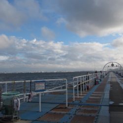 オリジナルメーカー海づり公園(市原市海づり施設) 釣果