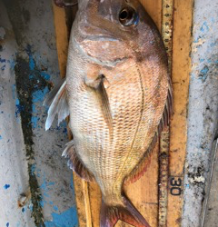 幸吉丸 釣果