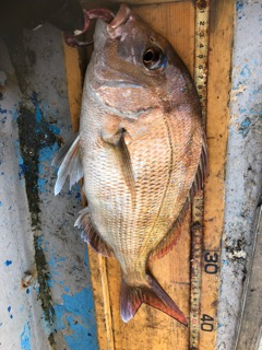 幸吉丸 釣果