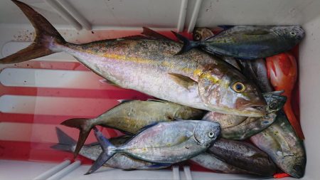 伊豆下田フィッシング 釣果