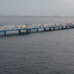 オリジナルメーカー海づり公園(市原市海づり施設) 釣果