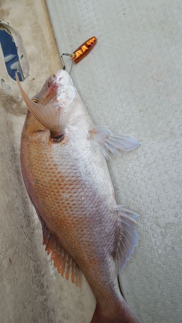 海峰 釣果