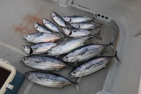 へいみつ丸 釣果