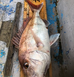 幸吉丸 釣果