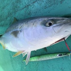 広進丸 釣果