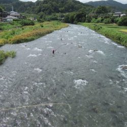 狩野川（狩野川漁業協同組合） 釣果