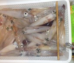 松福丸 釣果