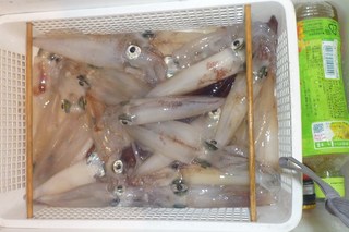 松福丸 釣果