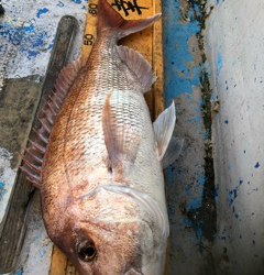 幸吉丸 釣果