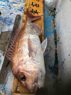 幸吉丸 釣果