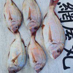 網屋丸 釣果