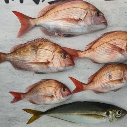 網屋丸 釣果