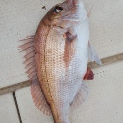 海峰 釣果