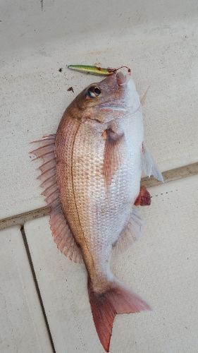 海峰 釣果