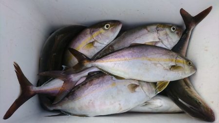 しば渡船 釣果