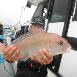 大進丸（愛知） 釣果