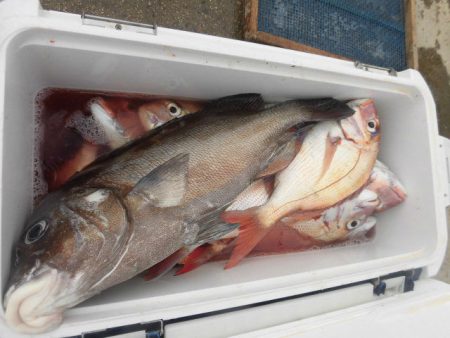 大進丸（愛知） 釣果