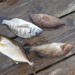 こかわ渡船　雅丸 釣果