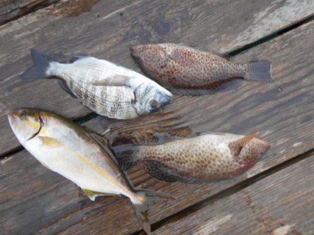 こかわ渡船　雅丸 釣果