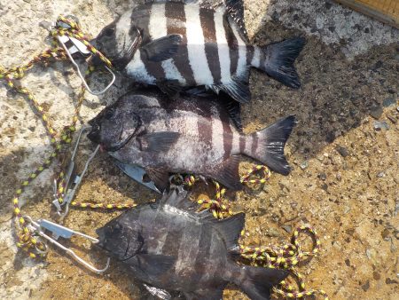 千鳥丸 釣果