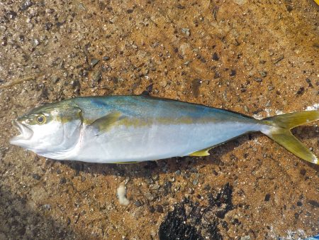 千鳥丸 釣果