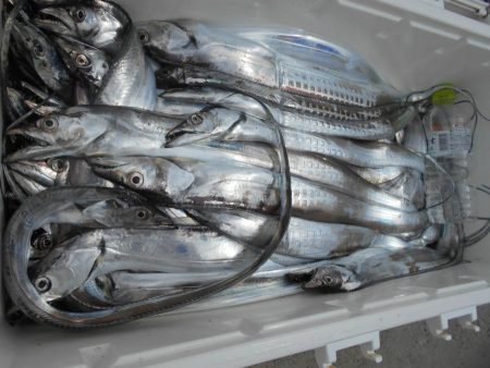 大進丸（愛知） 釣果