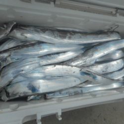 大進丸（愛知） 釣果