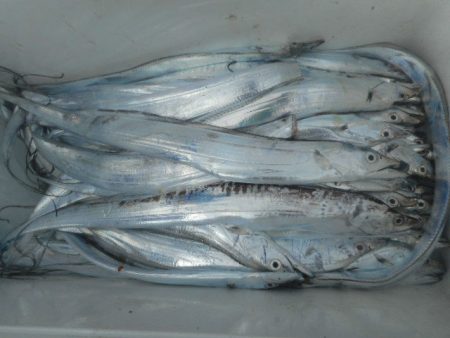 大進丸（愛知） 釣果