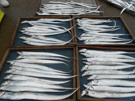 大進丸（愛知） 釣果