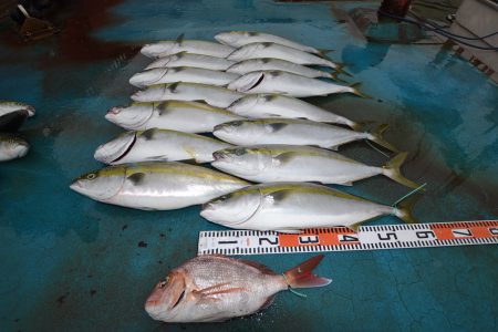 アジアマリンサービス 釣果