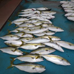 アジアマリンサービス 釣果